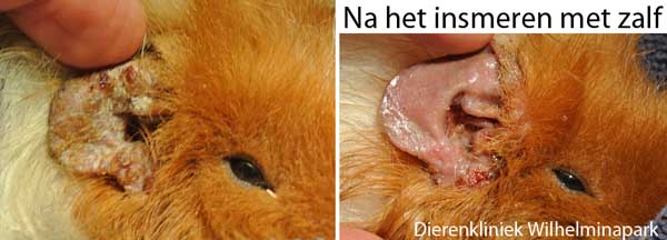 Cavia schurftmijt rondom het oog